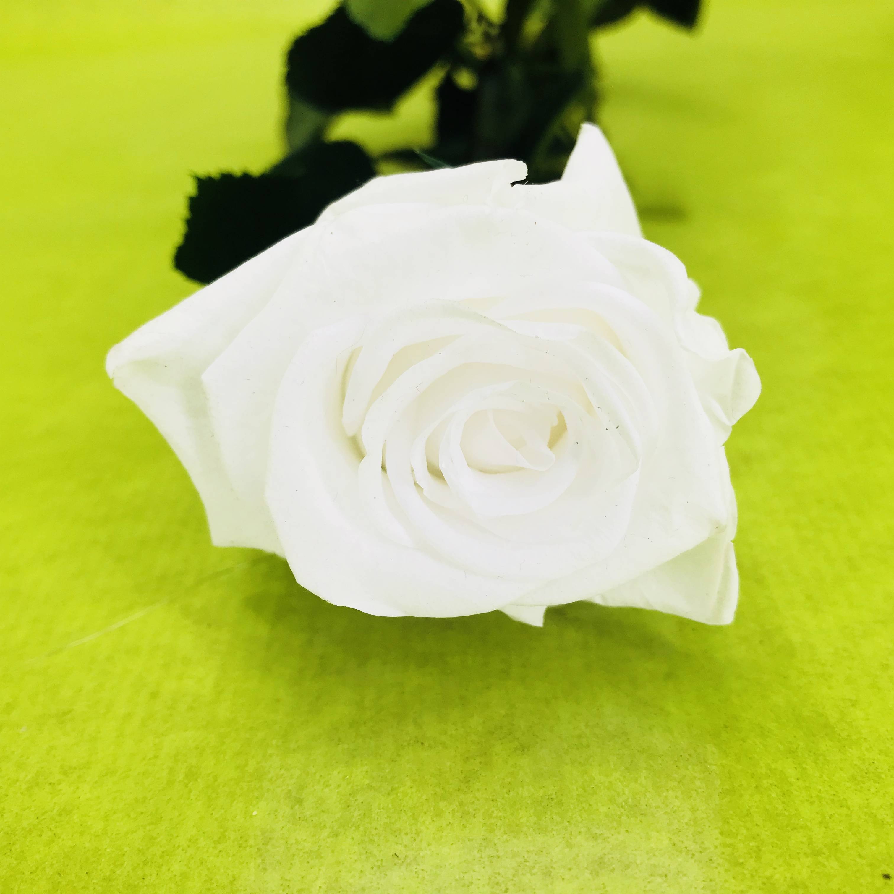 Rose éternelle stabilisée blanche | FLOR'M by Nico Fleur