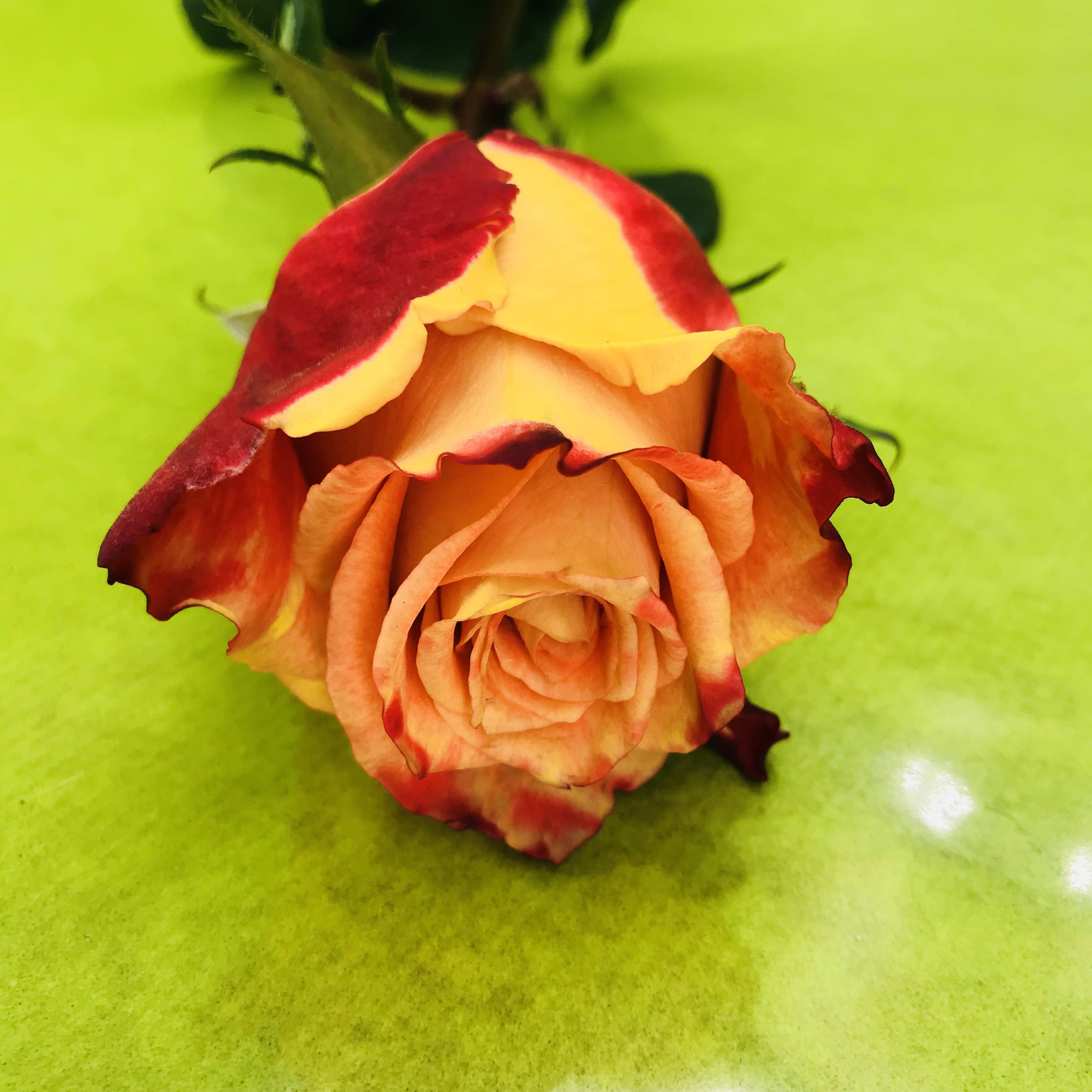 Grande rose orange naturelle, 70 centimètres | FLOR'M by Nico Fleur
