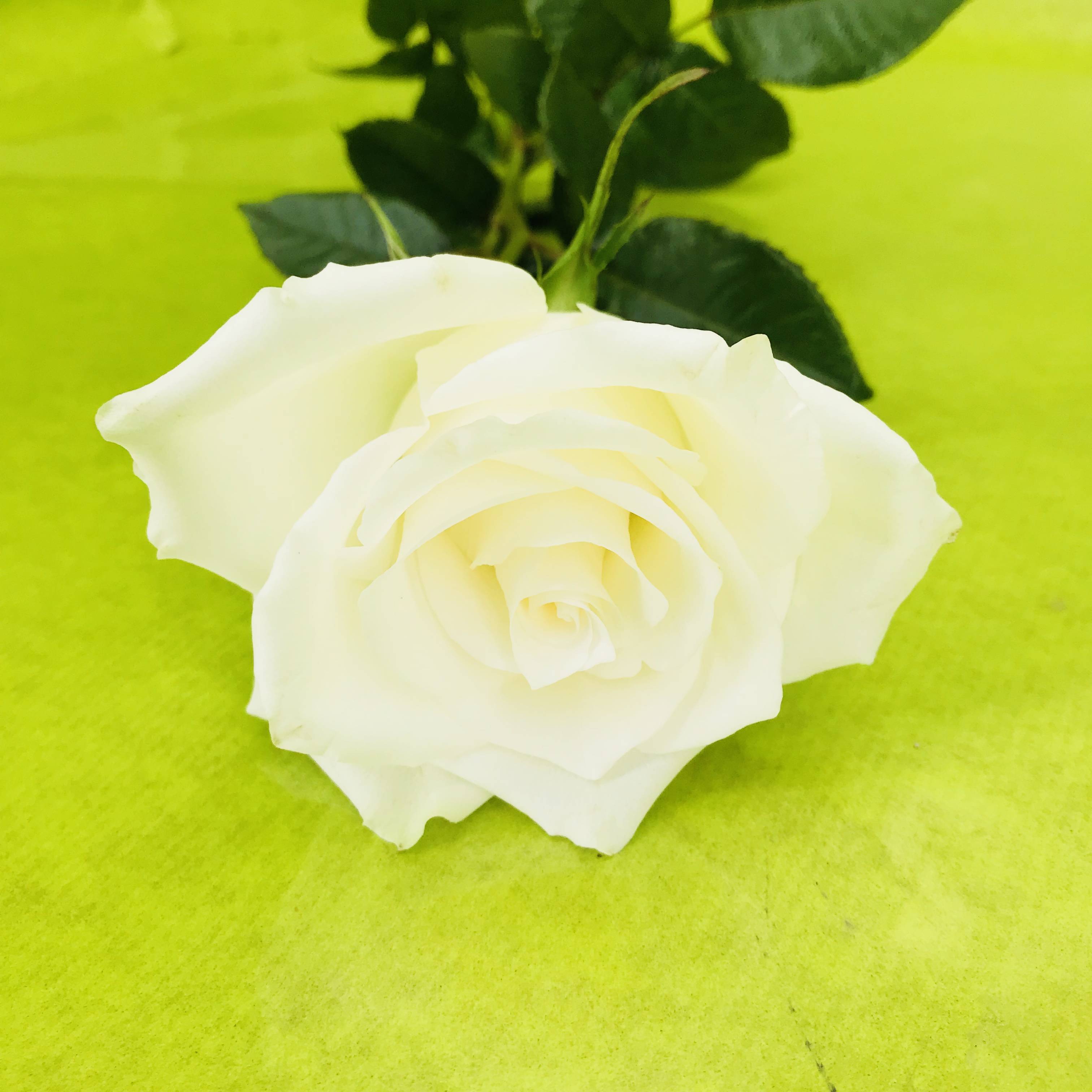 Petite rose blanche naturelle, 50 centimètres | FLOR'M by Nico Fleur