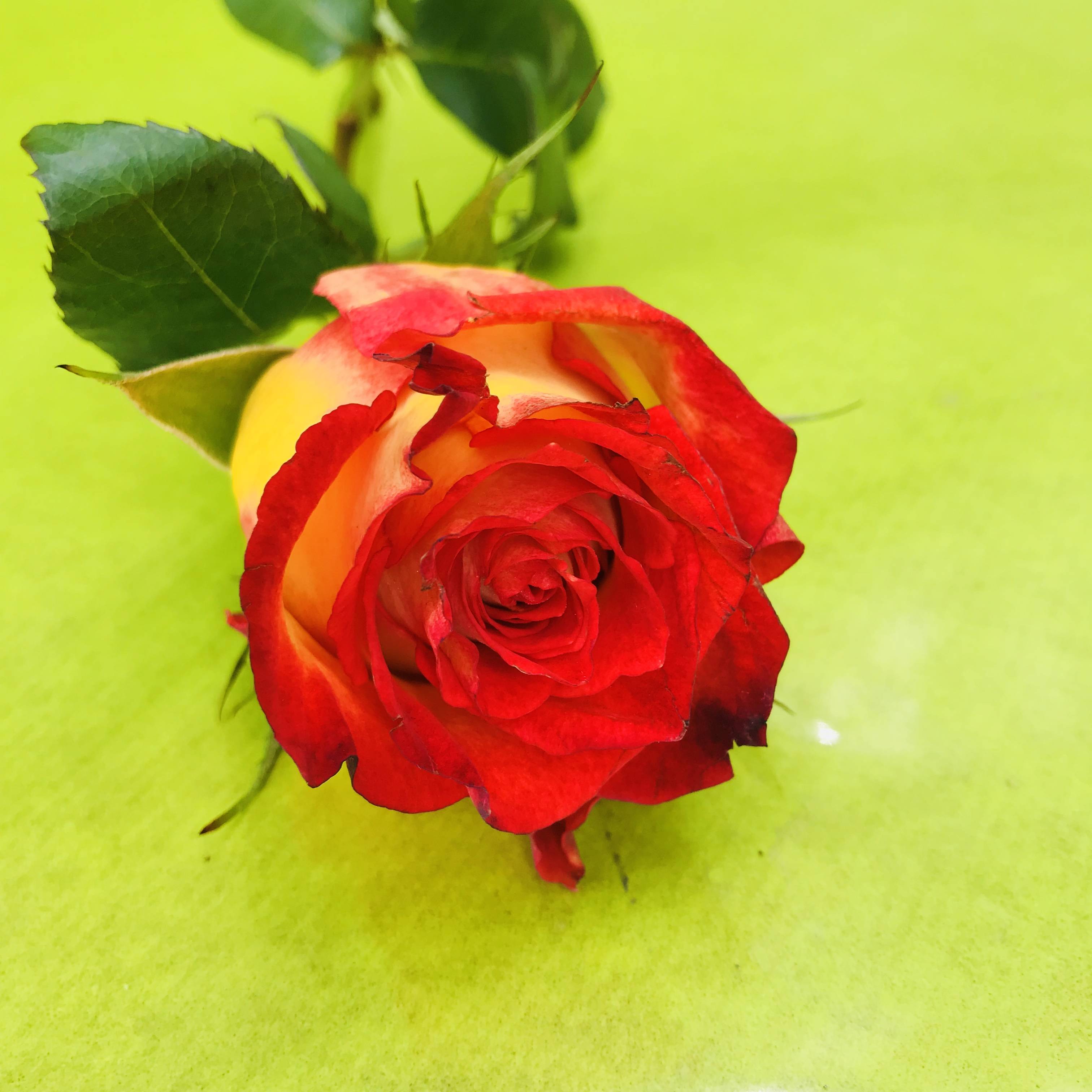 Petite rose orange naturelle, 50 centimètres | FLOR'M by Nico Fleur