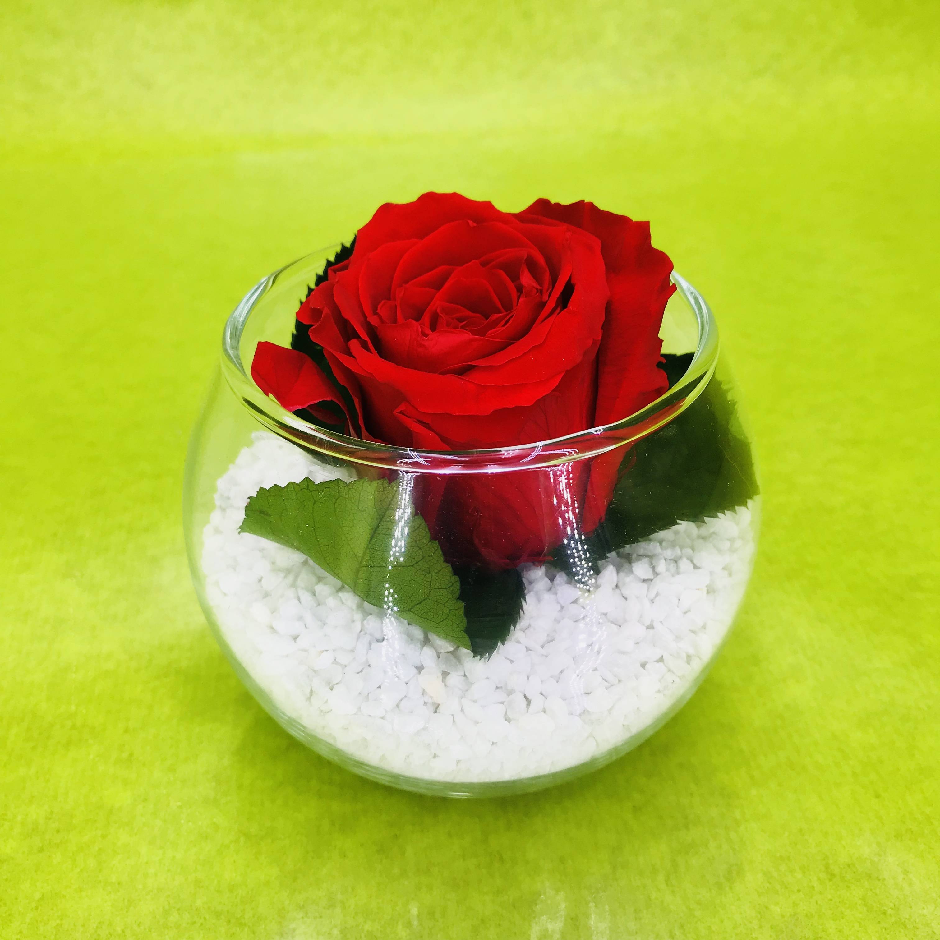 Bouton de rose stabilisée éternelle de couleur rouge | FLOR'M by Nico Fleur