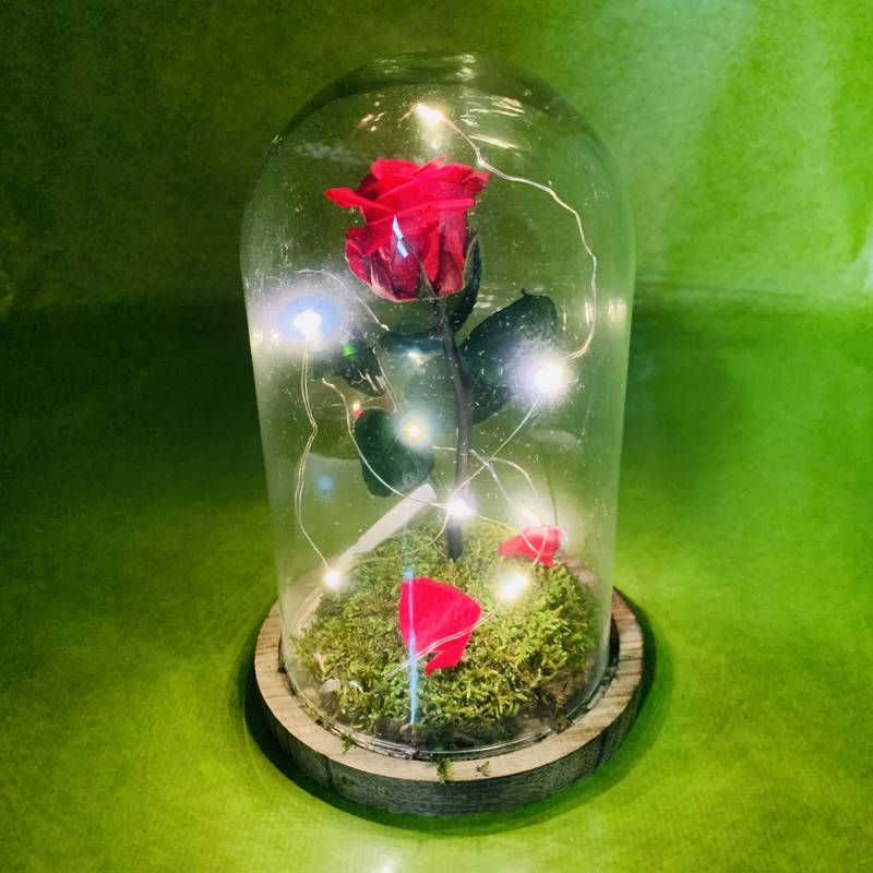 Rose rouge stabilisée éternelle sous cloche taille 2 guirlande LED | FLOR'M  by Nico Fleur