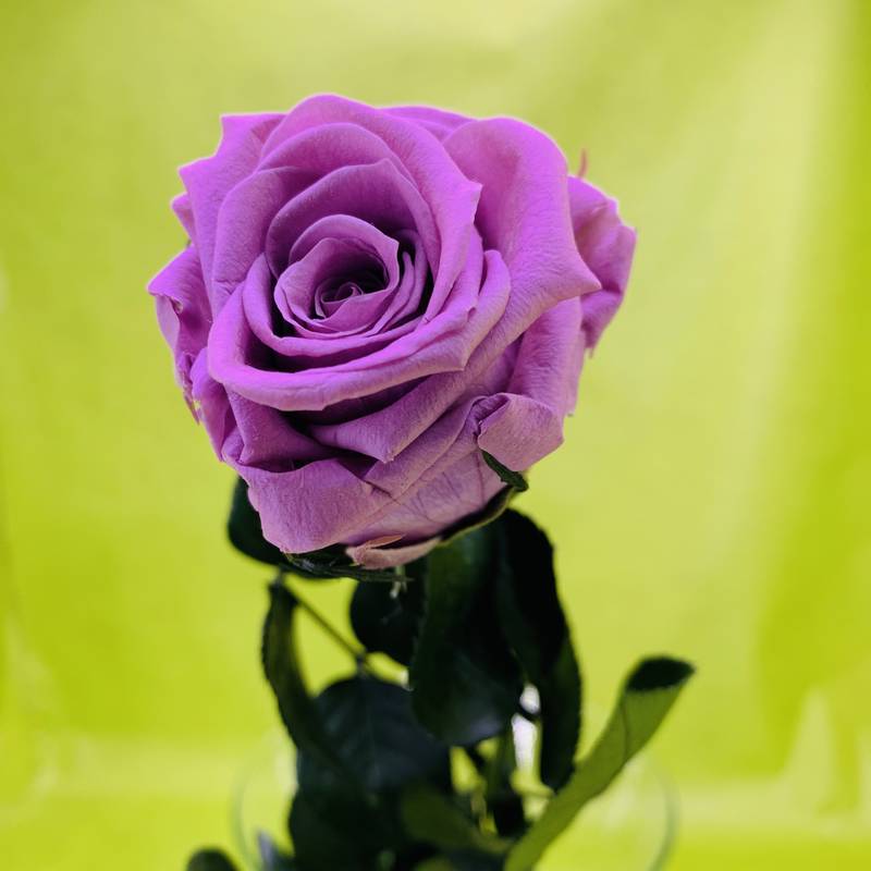 Rose éternelle stabilisée mauve avec tige 50 centimètres | FLOR'M by Nico  Fleur