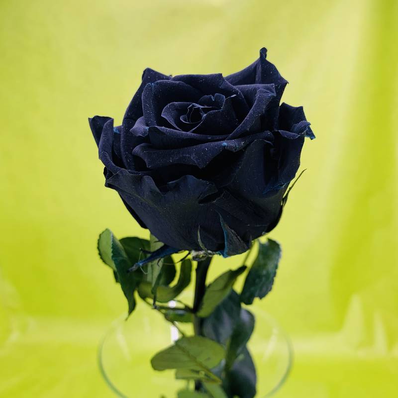 Rose éternelle stabilisée noire avec tige 50 centimètres | FLOR'M by Nico  Fleur