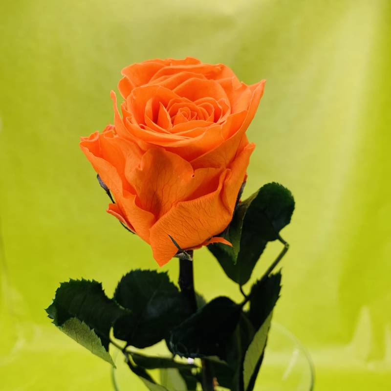 Rose éternelle stabilisée orange avec tige 50 centimètres | FLOR'M by Nico  Fleur