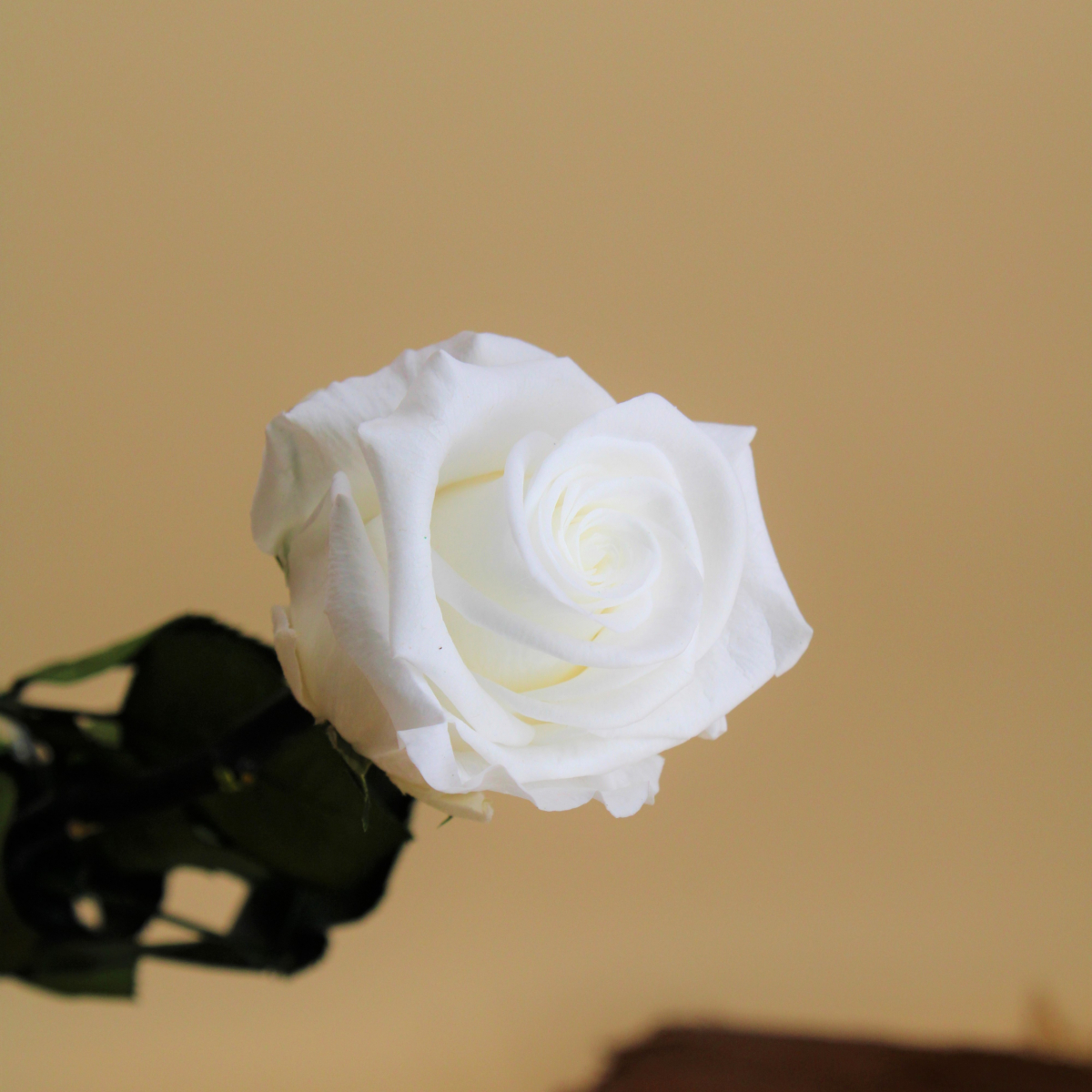 Rose éternelle stabilisée blanche avec tige 50 centimètres | FLOR'M by Nico  Fleur