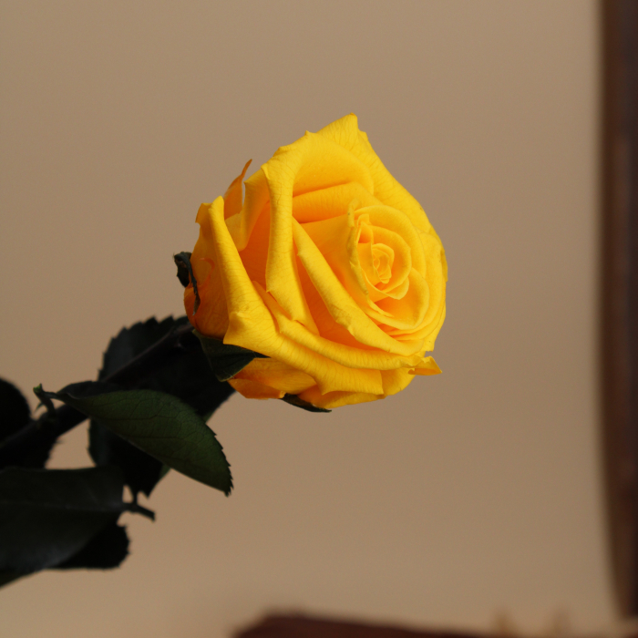 Rose éternelle stabilisée jaune avec tige 50 cm