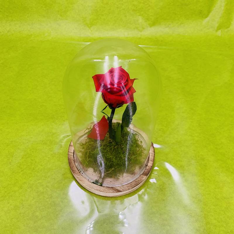 Rose rouge stabilisée éternelle sous cloche taille 2 | FLOR'M by Nico Fleur