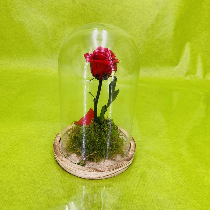 Rose rouge stabilisée éternelle sous cloche taille 2 | FLOR'M by Nico Fleur