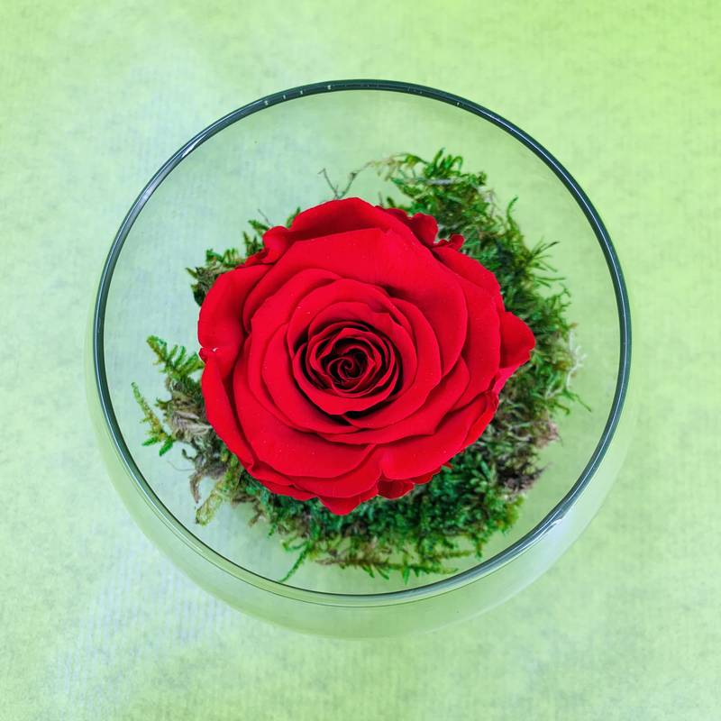 Vase boule avec bouton de rose rouge stabilisé éternel et mousse naturelle  stabilisée. | FLOR'M by Nico Fleur