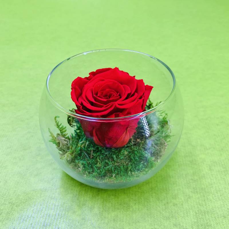 Vase boule avec bouton de rose rouge stabilisé éternel et mousse naturelle  stabilisée. | FLOR'M by Nico Fleur
