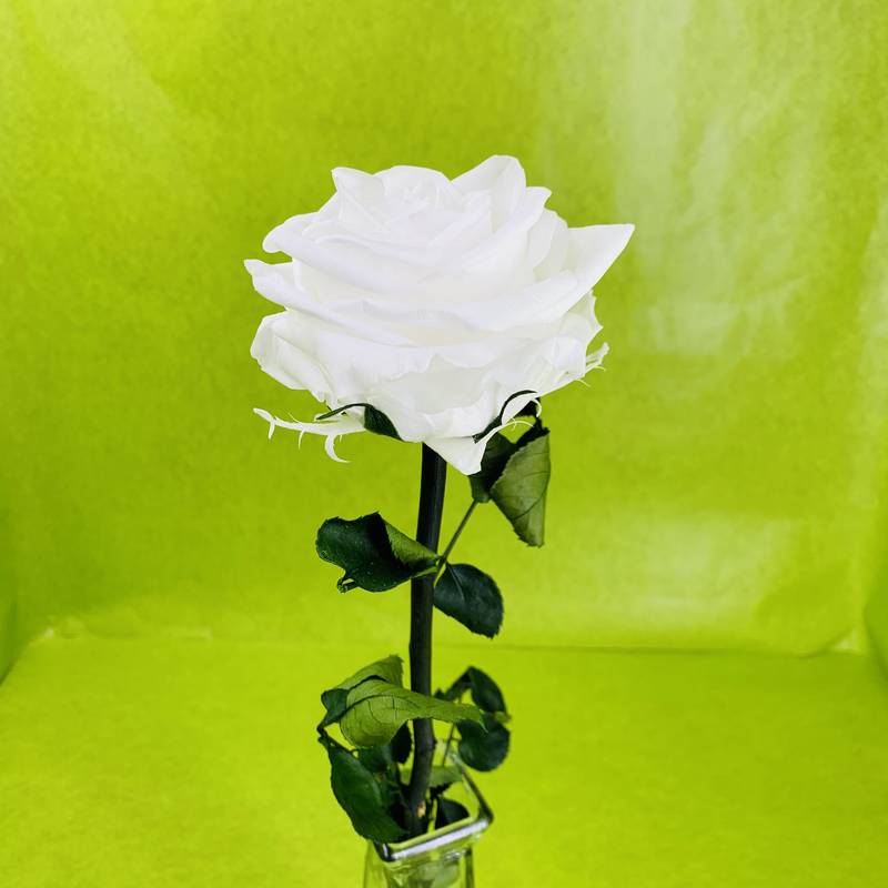 Rose éternelle stabilisée blanche XL avec tige 50 centimètres | FLOR'M by  Nico Fleur