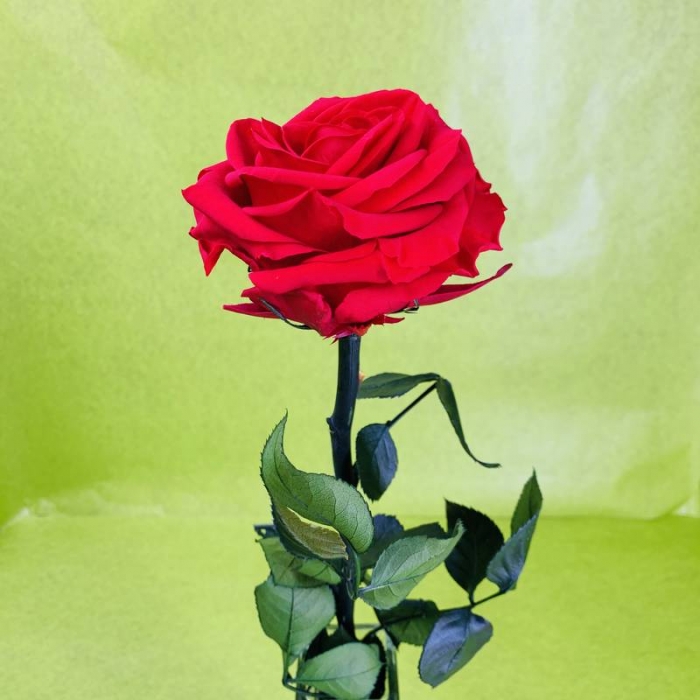 Rose éternelle stabilisée rouge XL avec tige 50 centimètres – Image 2