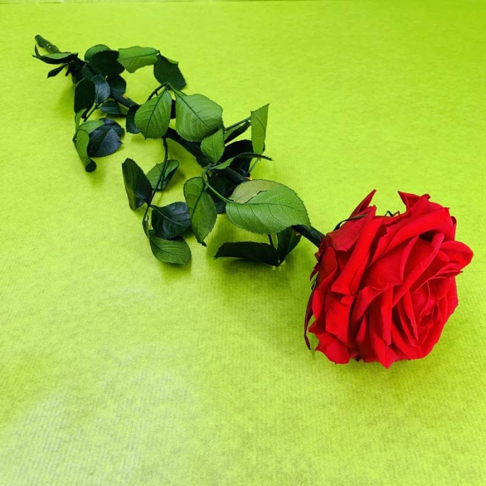 Rose éternelle stabilisée rouge XL avec tige 50 centimètres – Image 3