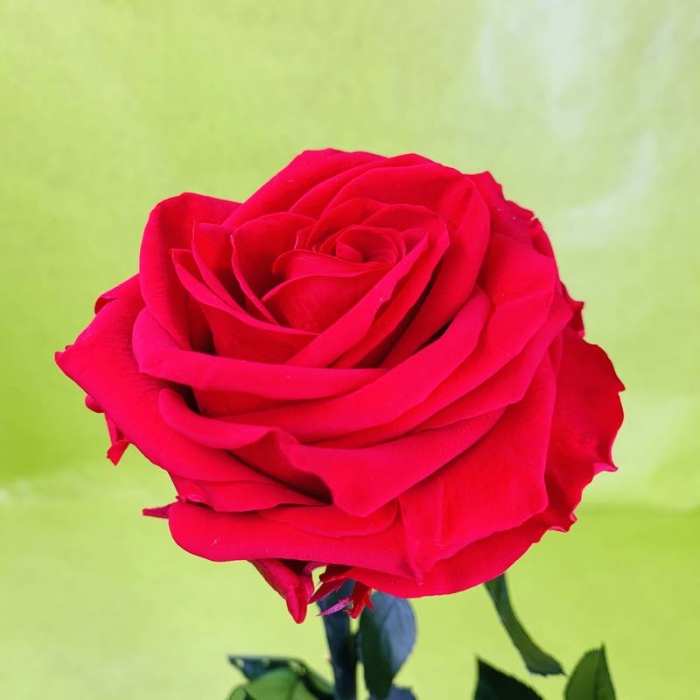 Rose éternelle stabilisée rouge XL avec tige 50 centimètres