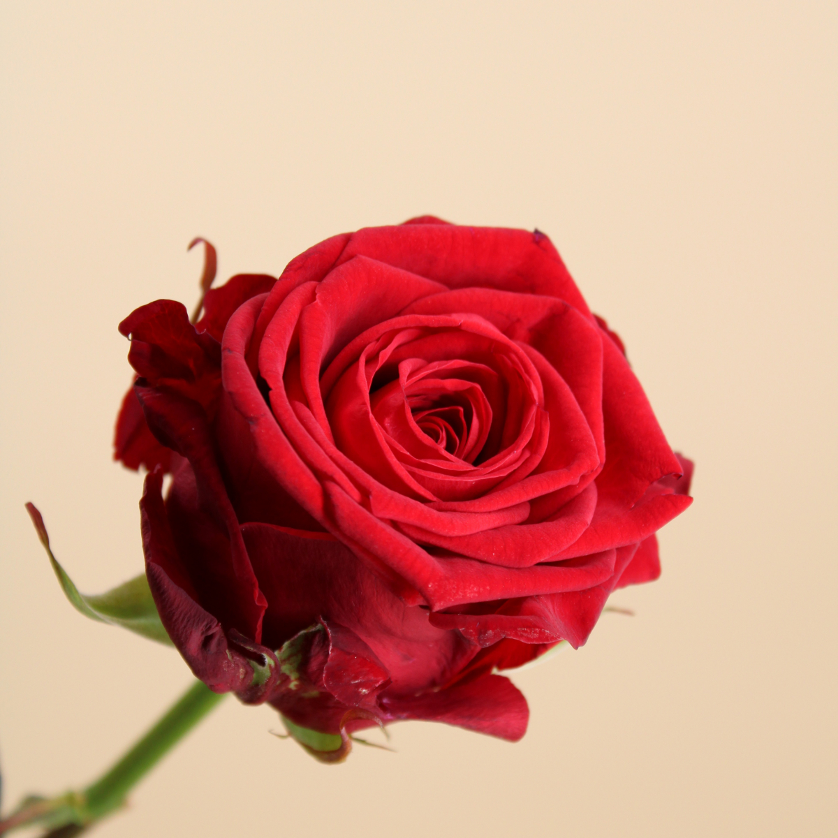 Grande rose rouge Naomi naturelle 70 cm | FLOR'M by Nico Fleur
