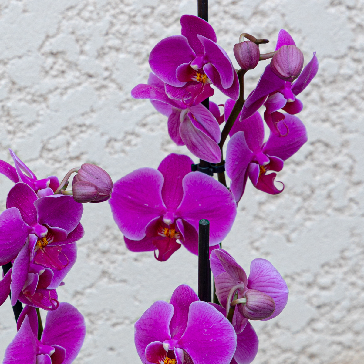 Orchidée Phalaenopsis violette. | FLOR'M by Nico Fleur