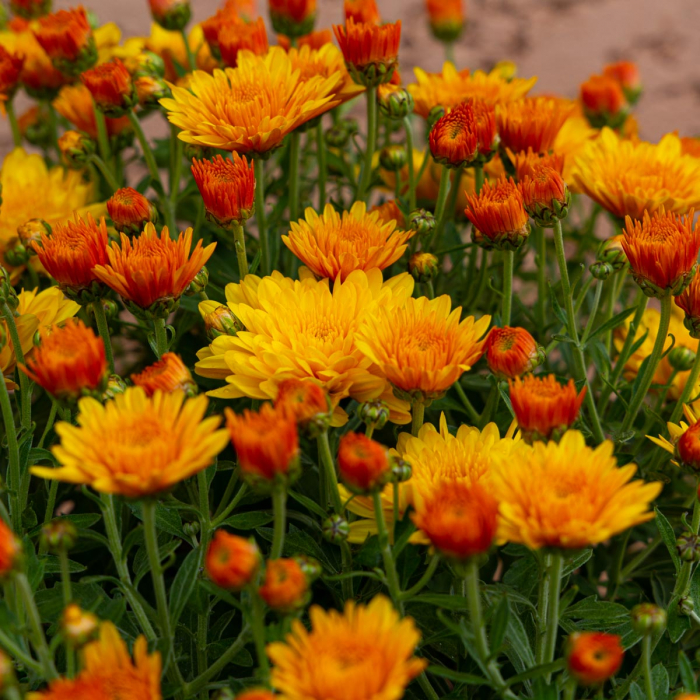 Chrysanthème pomponnette diamètre 17 – Image 2