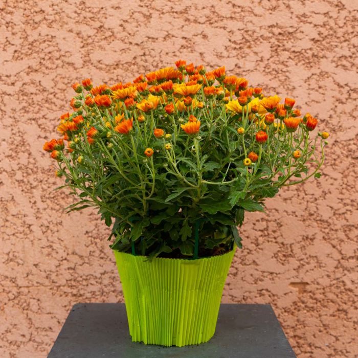 Chrysanthème pomponnette diamètre 17