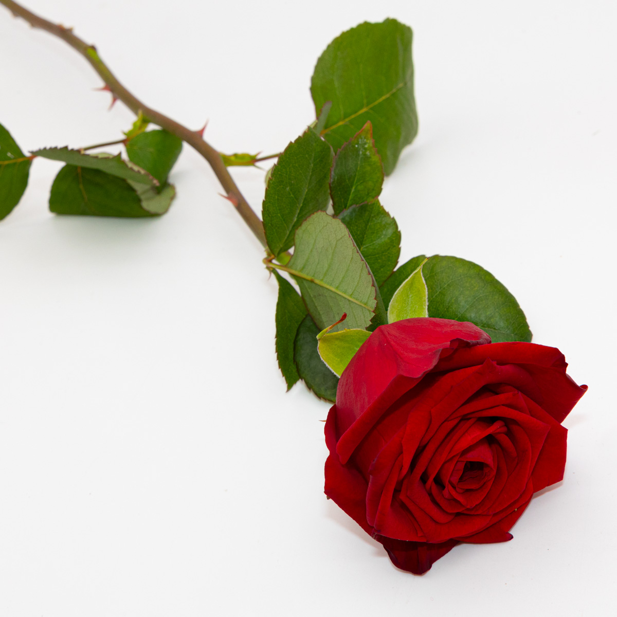 Rose rouge Red Naomi naturelle. | FLOR'M by Nico Fleur