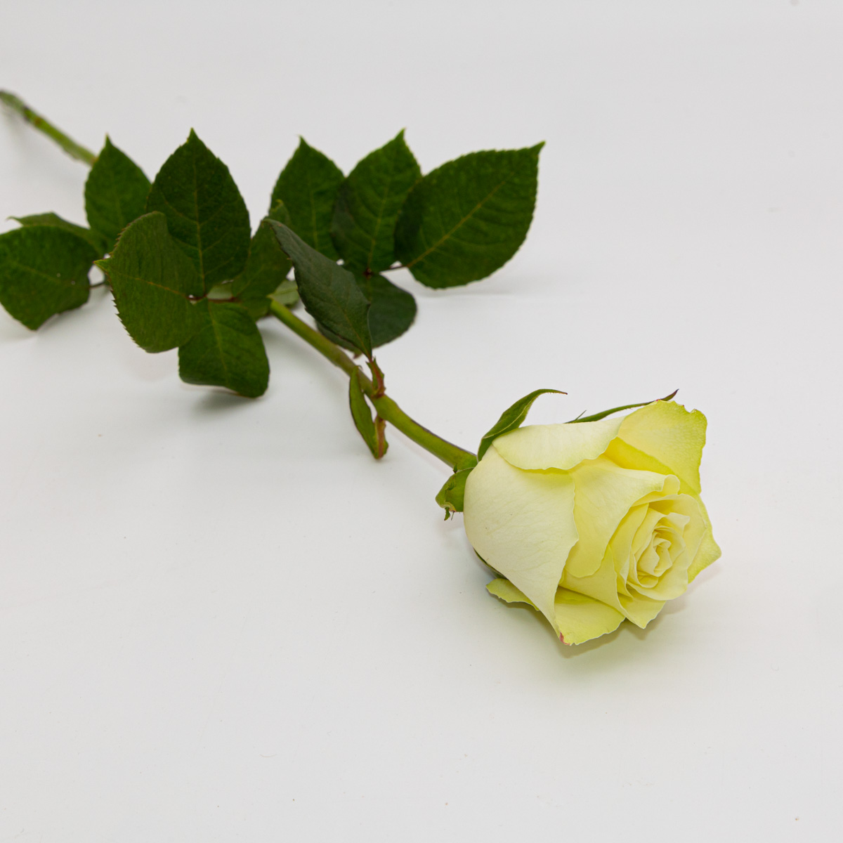 Petite rose blanche naturelle 50 cm. | FLOR'M by Nico Fleur