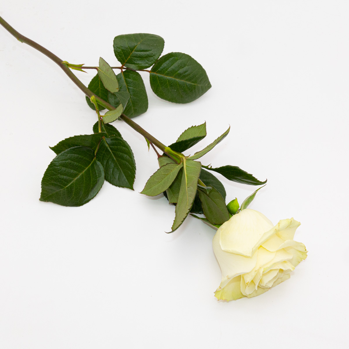 Rose blanche naturelle. | FLOR'M by Nico Fleur