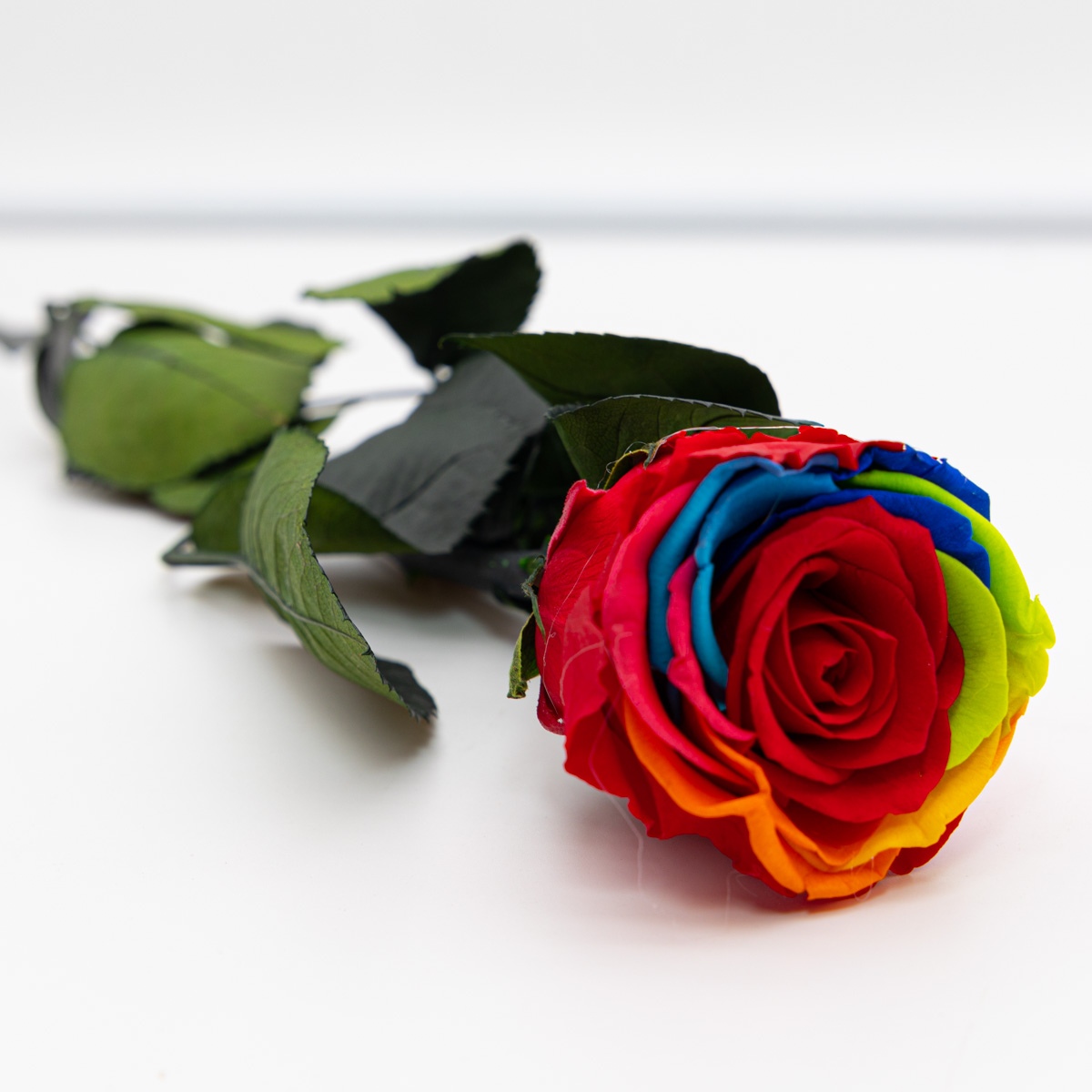 Rose éternelle stabilisée Rainbow avec tige 50 cm | FLOR'M by Nico Fleur