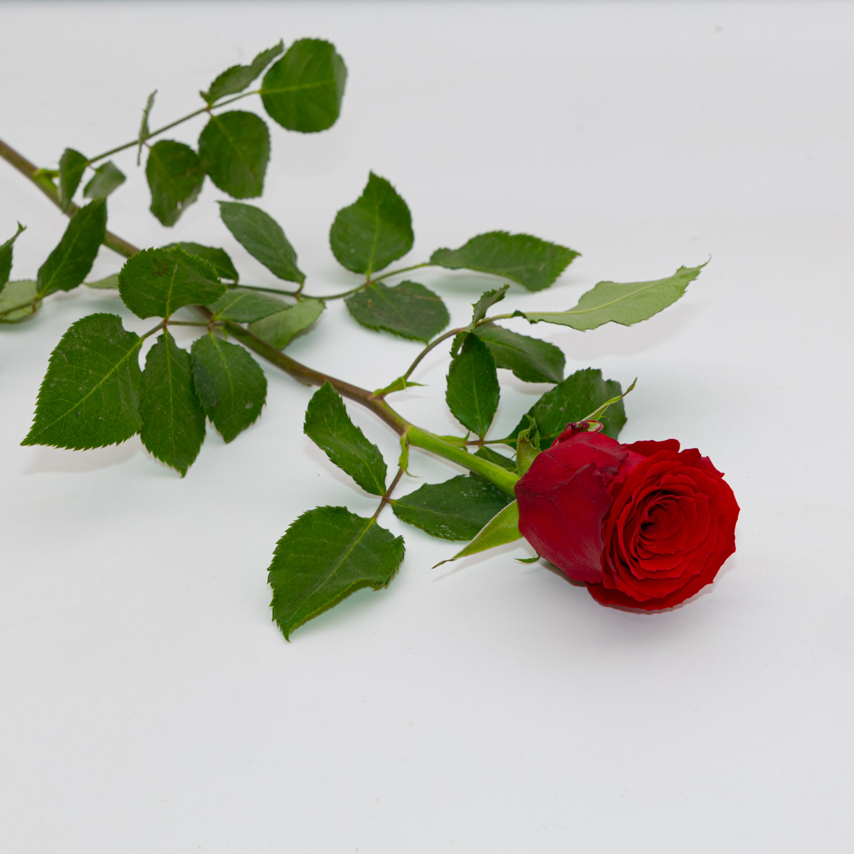Petite rose rouge naturelle 50 cm. | FLOR'M by Nico Fleur
