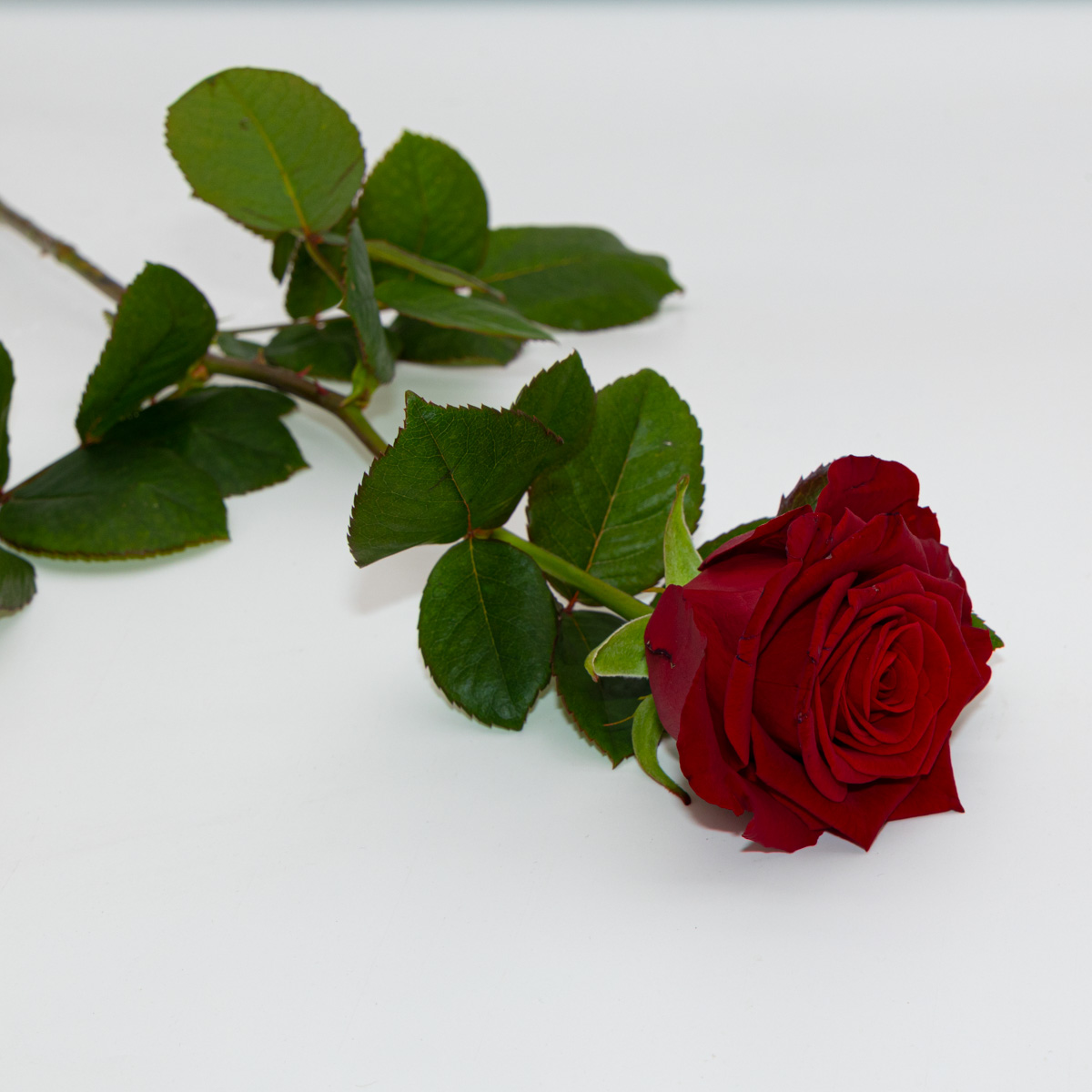 Petite rose rouge Naomi naturelle 50 cm. | FLOR'M by Nico Fleur