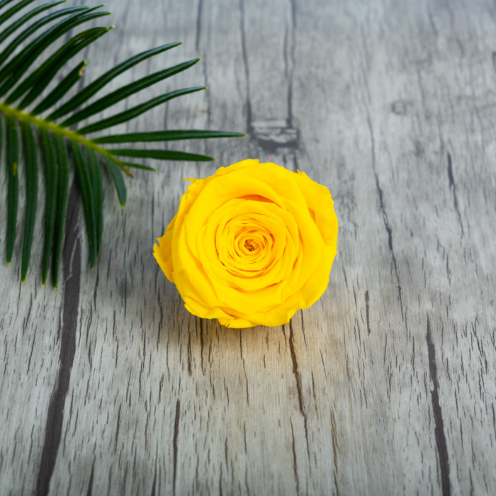 Bouton jaune rose éternelle
