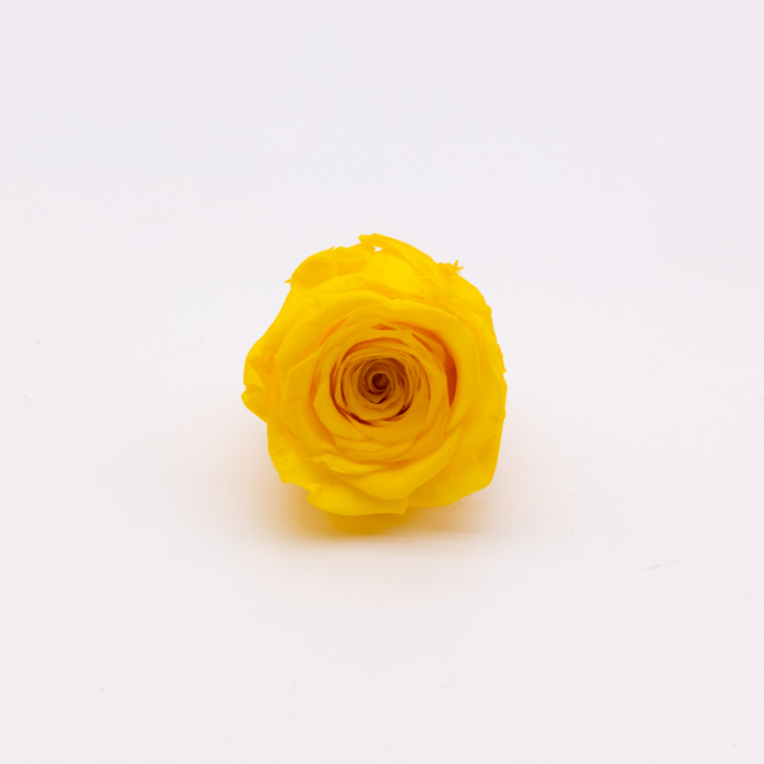 Bouton jaune rose éternelle – Image 2