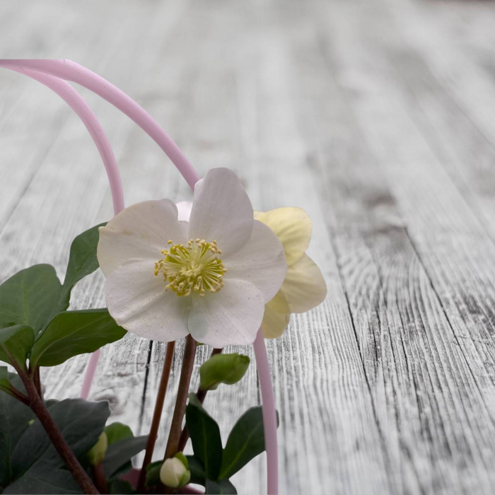 Rose de Noël Helleborus niger – Image 2